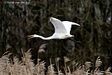 21-02-2024 Breda - Een Grote Zilverreiger stijgt op uit een ondergelopen stuk land aan de rand van De Haagse Beemden.. - Fotokrant
