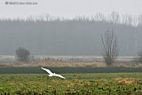 16-01-2022 Breda - Voor wie rust zoekt. Het buitengebied ten noorden van de stad is momenteel een oase van rust. In de mist strijkt een grote zilverreiger neer het is een van de weinige dieren die zich laten zien. - Fotokrant