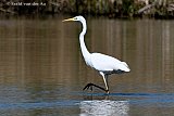 28-04-2019 Breda - Stapje voor stapje sluipt een Grote Zilverreiger door het water in de Vierde Bergboezem. De vogel is op jacht naar kikkers en padden. - Fotokrant