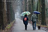 08-02-2024 Breda - Er valt de hele dag regen en toch is de lente zichtbaar in het Haagse Beemden bos. - Fotokrant