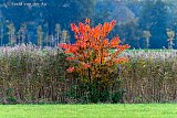 14-10-2025 Breda - Het is  herfst en een boom met al verkleurde bladeren staat midden in de  polder te schitteren . - Fotokrant