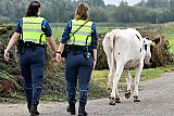 08-09-2020  Breda - De jonge stier is door de dames van Handhaving naar een leeg weiland gebracht waar de eigenaar hem kan ophalen. - Fotokrant