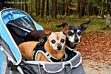 18–10-2019 Breda - De hondjes Tom & Jerry zitten in een wandelwagentje. Ze zijn in het wandelwagentje met het baasje aan het wandelen en genieten van het herfstweer. - Fotokrant