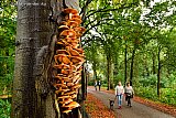 17-10-2022 Breda - Het is herfst, een enorme bank met paddenstoelen groeit aan een open gebarste boom in een laan in de wijk Haagse Beemden. - Fotokrant