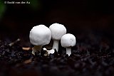 02-10-2019  Breda - Het is herfst en hagel witte paddestoelen schieten uit de grond in de Haagse Beemden. - Fotokrant