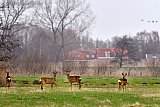 03-02-2020 Breda - Aan de rand van de Haagse Beemden staat een groepje reeen in het landschap. - Fotokrant