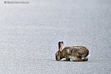06-07-2020 Breda - Een haas knabbelt aan het asfalt aan de rand van de  wijk Haagse Beemden. - Fotokrant