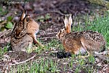 19-03-2019 Breda- In de Vierde Bergboezem zijn momenteel koppeltjes hazen te zien. - Fotokrant