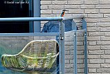 02-11-2023 Breda - Een ijsvogeltje in woonwijk De Haagse Beemden heeft een balkon uitgezocht om naar visjes te speuren. - Fotokrant