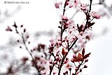 09-03-2019 Breda - De lente lijkt door te zetten. De Japanse Kers staat inmiddels al in bloei. - Fotokrant