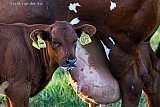 22-08-2022 Breda - Een kalfje laat zich aan de rand van de Haagse Beemden de melk goed smaken.  - Fotokrant