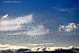 04-11-2019 Breda -  Een klad vogels zweeft boven de Haagse Beemden. Vermoedelijk zijn het spreeuwen die samenscholen om een slaapplaats te gaan zoeken. - Fotokrant