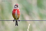 11-06-2019 Breda - Een Mannetjes Kneu heeft het prima naar zijn zin in de Vierde Bergboezem. aan de rand van de Haagse Beemden. Op zn gemak poseert de vogel die op de rode lijst staat . - Fotokrant