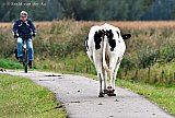 24-09-2020  Breda - Niets vermoedende fietsers lopen in de Haagse Beemden momenteel de kans een koe als tegenligger te krijgen. Door het mindere weer is het minder druk en gaan koeien de fietspad op. - Fotokrant