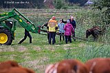 19-08-2026 Breda - Aan de rand van de Haagse Beemden zijn 3 koeien uit de sloot gehaald.  - Fotokrant