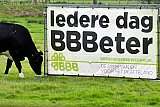 26-10-2025 Breda - Een koe graast  in een wei bij een verkiezingsbord van BBB voor de Tweede Kamerverkiezingen. - Fotokrant