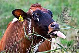 22-08-2021 Breda - In een weiland aan de rand van de Haagse Beemden heeft een koe het voorzien op een rietstengel en steekt haar tong uit om het lekkernij te kunnen pakken. - Fotokrant