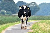 01-08-2024 Breda - Koeien hebben weer bezit genomen van het fietspad aan de rand van de Haagse Beemden. - Fotokrant