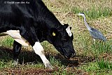 27-09-2023 Breda Een koe en een reiger leven zonder problemen naast elkaar in een veld de rand van de Haagse Beemden. - Fotokrant
