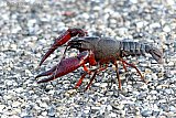 24-08-2021 Breda - Een Amerikaanse Rivierkreeft is op pad in de Haagse Beemden. Het dier is een Exoot die de sloten en beekjes leeg eet en dan aan de wandel gaat naar z'n volgende jachtterrein. - Fotokrant