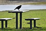 16-04-2025 Breda -Een kraai heeft bezit genomen van een picknicktafel aan de Asterdplas.. - Fotokrant