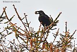 30-10-2022 Breda - Een Kraai zit aan de rand van de Haagse Beemden boven in de top van een dennenboom met zijn buit.De vogel is bezig met het aanleggen van een voedselvoorraad voor de winter. - Fotokrant