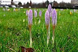 04-02-2020 Breda - Het is veel te warm voor de tijd van het jaar en de 1e krokussen schieten al uit. - Fotokrant