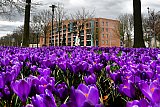 17-02-2020 Breda Door het zachte weer staan de krokussen al volop in bloei. - Fotokrant