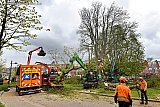 25-03-2023 Breda - Op het moment dat de Moederboom gekapt werd verschenen er donkere wolken boven de Baronielaan. Hier haalt men er een tak af die verdwijnt in de bomenversnipperaar. De stammen blijven bewaard en daar gaat men nog wat moois van maken. - Fotokrant