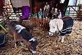 21-12-2022 Breda - Nabij kinderboerderij De Sik was vandaag een kerststal met levende have te bewonderen. - Fotokrant