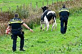 21-10-2023 Breda - 2 agenten dreven op een rustige manier de koe wat op. Maakte een ander weiland open en zette daar de koe in. - Fotokrant