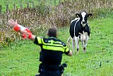 21-10-2023 Breda - Aan de rand van de wijk Haagse Beemden zag een wandelaar een uit de wei ontsnapte koe . Belde de politie en 2 agenten gingen achter de losgebroken koe aan. - Fotokrant