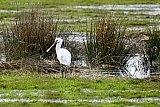 29-01-2025 Breda - Een jonge lepelaar struint rond op een nat veld. Vermoedelijk is de vogel vorig jaar geboren in de nieuwe kolonie die zich vestigde nabij de Haagse Beemden. - Fotokrant
