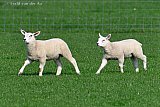 07-06-2019 Breda -  Met 22C is het een 1e lentedag en dartelen lammetjes vrolijk in de wei. - Fotokrant