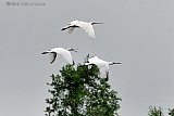 29-06-2023 Breda - Aan de rand van de wijk Haagse Beemden is zich het begin van een kolonie lepelaars aan het vormen.  Het koppeltje dat er al zat kreeg bezoek van dit trio. - Fotokrant