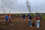 13-11-2024 Breda - Na een korte uitleg was het aan de aanwezige om een schep te pakken en  zelf een boom in het Levensbos te planten. - Fotokrant