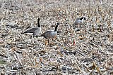 07-10-2022 Breda - Canadese ganzen speuren een gemaaid maisveld af naar maiskorrels. Door hun schutkleur zijn de vogels bijna niet zichtbaar. - Fotokrant