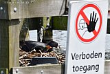 24-05-2019  Breda - Het lijkt erop dat een Meerkoet die in de buurt nestelt drastische maatregelen heeft genomen om de ganzen op afstand te houden. - Fotokrant