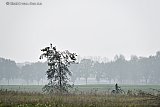 06-11-2024 Breda- Het is een grijze herfstdag en opnieuw komt er mist op in de polders. - Fotokrant