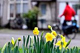 04-01-2023 Breda- Het is de 1e week van het nieuwe jaar en met 13c bloeien de narcissen al in de stad. - Fotokrant