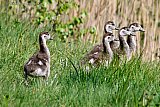 18-04-2019 Breda - De jonge Nijlgansjes zijn in een korte tijd al flink gegroeid. De exoten die eigenlijk in Egypte thuishoren genieten met 24C van het mooie lenteweer aan de rand van de Haagse Beemden. - Fotokrant