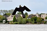 26-05-2021 Breda - In de Haagse Beemden fladderen sinds een paar dagen nep roofvogels. - Fotokrant