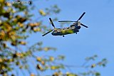 30-04-2025 Breda - In de ochtend werd een oefening aangekondigd en even later zag je door de bomen in de Haagse Beemden de chinooks overkomen. - Fotokrant