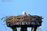 02-04-2026 Breda -  Op het vernieuwde nest in de Haagse Beemden zit een ooievaar al volop te broeden. - Fotokrant