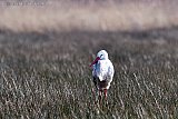 06-03-2022 Breda - In de Vierde Bergboezem aan de rand van de Haage Beemden is een ooievaar neergestreken. Eenzaam en alleen staat de vogel in het veld. - Fotokrant