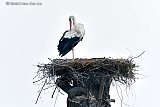 17-08-2022  Breda - Op het ooievaarsnest in de Haagse Beemden wacht 1 van de ouders op de jonge die elke dag langer wegblijven. - Fotokrant
