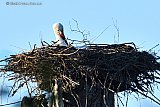16-04-2022 Breda - Kuikens zijn niet zichtbaar maar het is wel duidelijk dat de vrouwtjes ooievaar in de Haagse Beemden bezig is met de inhoud van haar nest. - Fotokrant