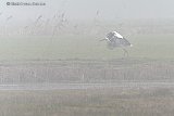 21-01-2025 Breda - Een ooievaar landt in de dichte mist op een weiland aan de rand van de Haagse Beemden. - Fotokrant