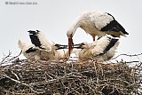 25-06-2022 Breda  - Moeder ooievaar braakt haar vangst van kreeft, muizen kikkers en kuikens uit in het nest in de Haagse Beemden.  - Fotokrant