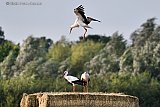 15-08-2021 Breda - Ooievaars hebben bezit genomen van het hooi dat afgelopen weekend geoogst is in de Haagse Beemden. - Fotokrant
